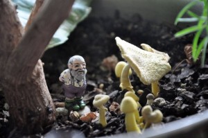 Russ Bead + mushrooms